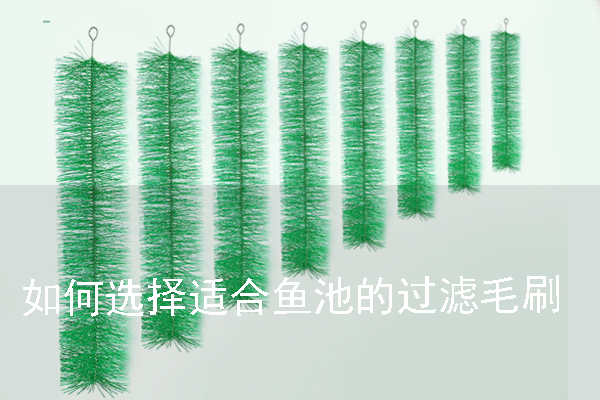 如何选择适合鱼池的过滤毛刷